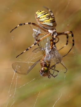 Wasp spider - Argiope bruennichi