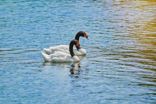 Pair of Black-necked Swans in the Lake
