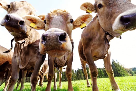 Curious young Brown Swiss in the pasture. Three curious young dairy cows