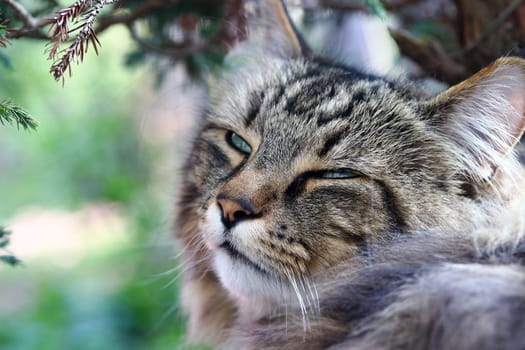 The face of a relaxed tired Norwegian Forest Cat in the garden