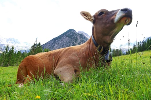 A young Brown Swiss enjoys the summer in the mountains. Young lying cow in the mountains
