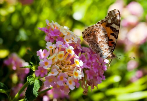 Painted Lady Butterfly or Cynthia Cardui perched on a flower