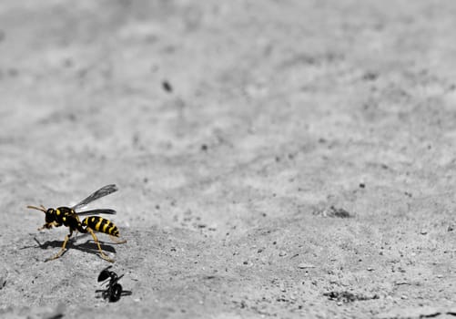 Mediterranean wasp cleaning itself after attacking and killing an ant
