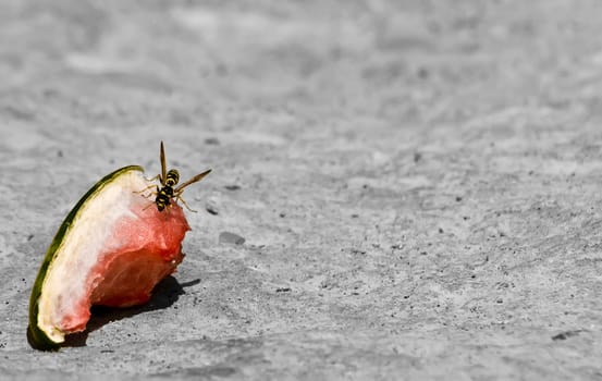 Mediterranean wasp feeding on a piece of discarded watermelon