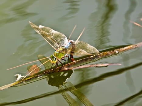 This species of dragonfly is typically found in North America yet this was photographed in Malta in the Mediterranean