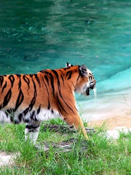Prowling