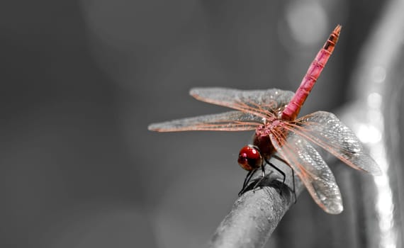 This species of dragonfly is found in Malta and Southern Europe known as the red darter male