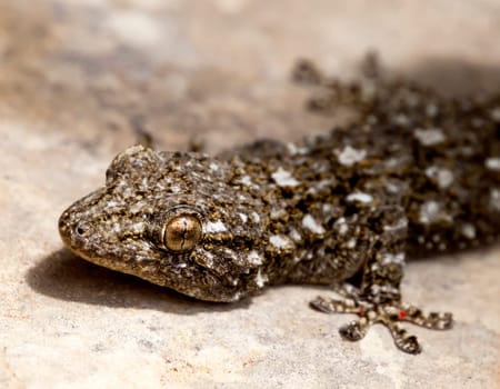 The Moorish Gecko is a very common sight in warm Mediterranean climates