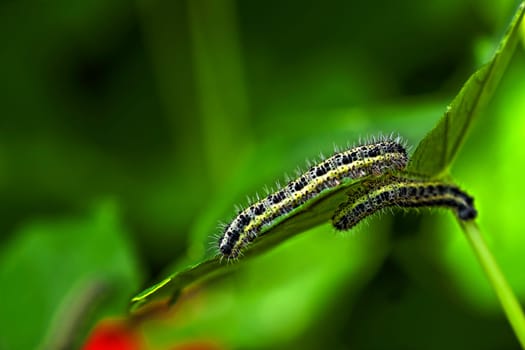 Two caterpillars enjoying some quality time on a leaf...