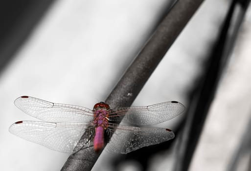 This species of dragonfly is found in Malta and Southern Europe known as the red darter male