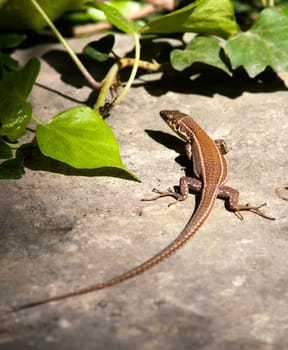 Podarcis Filfolensis Maltensis or Malta Wall Lizard