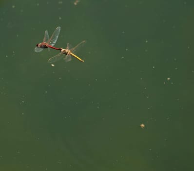 Male and female red darter dragonflies mating in flight
