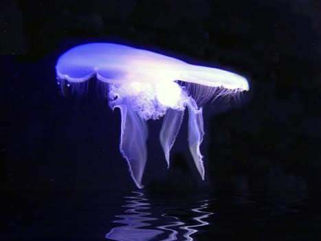 Jellyfish