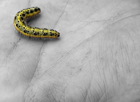 A colourful striped and spotted caterpillar on the palm of a hand