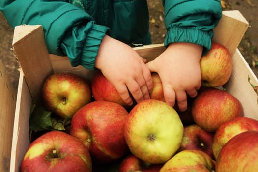 Child reaches into a box of apples