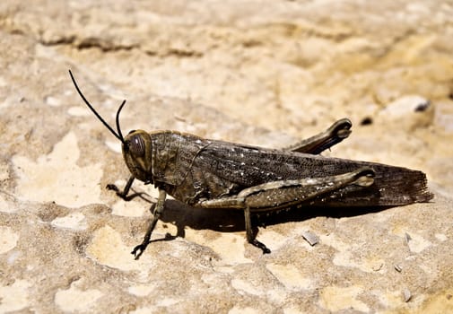 Close up photo of a White-Banded Grasshopper or Eypeprocnemis Plorans