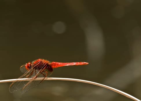 This species of dragonfly is found in Malta and Southern Europe known as the red darter male