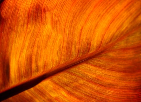 Detail and texture of a beautiful backlighted leaf
