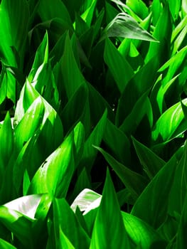 Abstract image of vivid and saturated green leaves