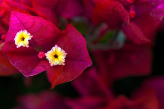 The beautiful colours of a bougainvilla in full blossom
