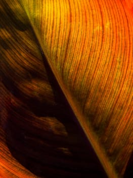 Detail and texture of a beautiful backlighted leaf