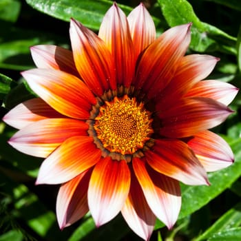 A beautiful gazania flower in full bloom in a garden flowerbed
