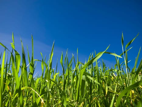 Vivid green blades of grass over a deep blue sky