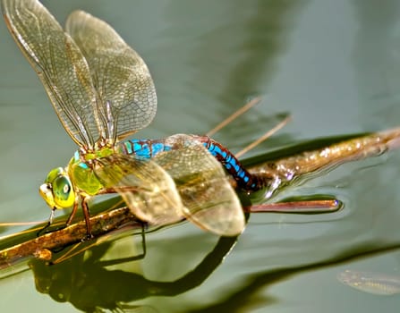 This species of dragonfly is normally found in North America yet this one was spawning in a pond in Malta in the Mediterranean