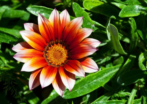 A beautiful gazania flower in full bloom in a garden flowerbed