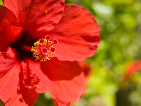 Bright vivid Red Tropical Hibiscus over a green backdrop