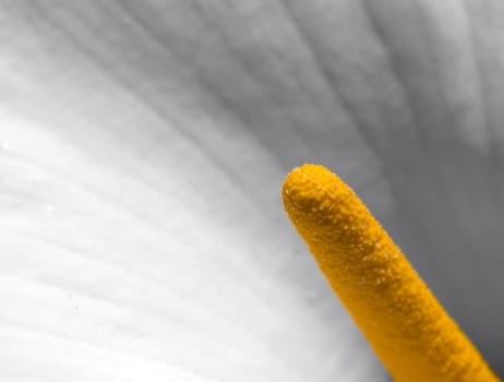 Macro shot of Zantedeschia Aethiopica or Arum Lily pistil