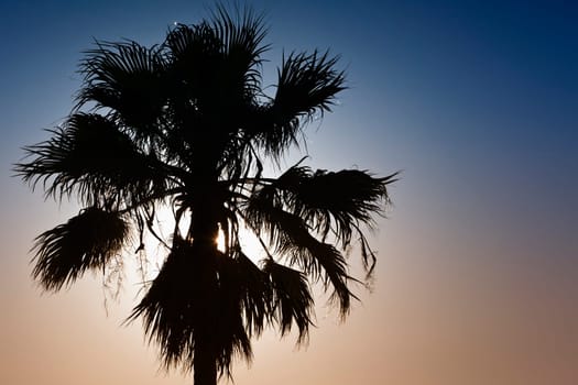 Silhouette of a palm tree over a clear sky at sunset