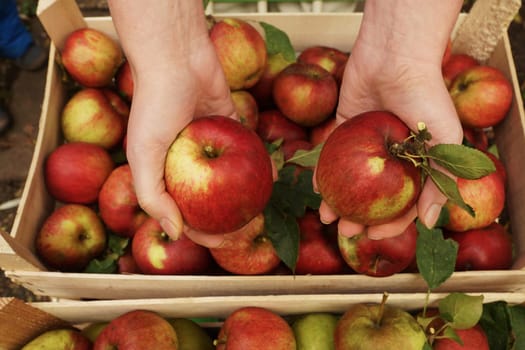 Women's hands holding apples