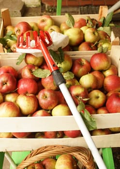 Apples in fruit crates