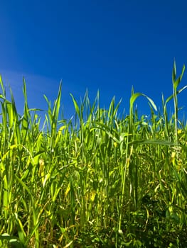 Vivid green blades of grass over a deep blue sky