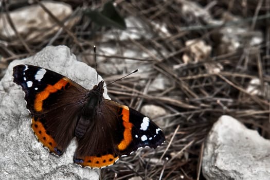 Vanessa Atalanta or as commonly known as Red Admiral
