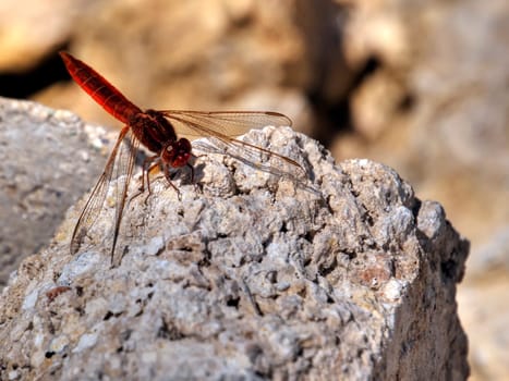 Scarlet darter dragonfly perched on a rock