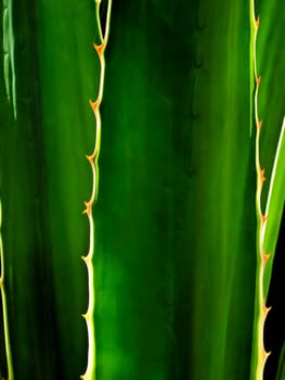 Detail and texture of a beautiful backlighted cactus or aloe leaf