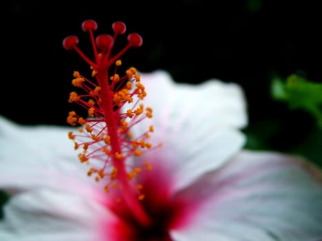 Flowers of the Mediterranean