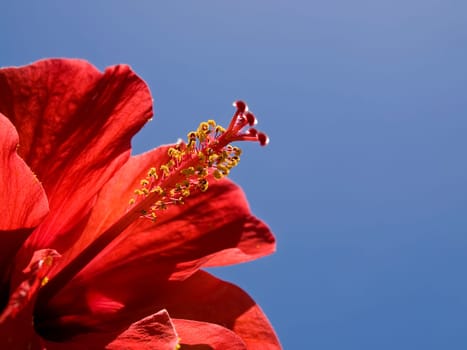 Bright vivid Red Tropical Hibiscus over a blue sky