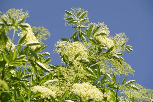 Elderflower under a blue sky