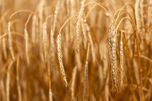 Detail of wheat or Triticum plant showing blurred remainder of harvest and crop in the background