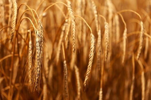 Detail of wheat or Triticum plant showing blurred remainder of harvest and crop in the background