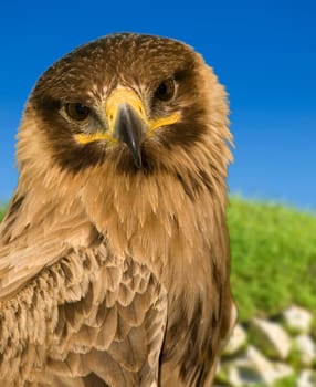 Portrait of a beautiful raptor or bird of prey