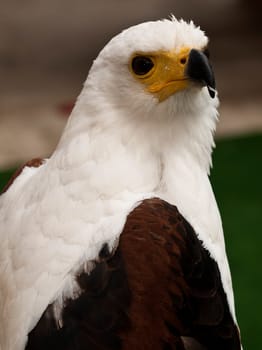 The African Eagle or Haliaeetus Vocifer seen her in captivity