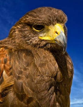 Portrait of a beautiful raptor or bird of prey