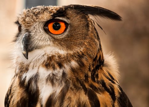 Portrait of a beautiful Eagle or Horned Owl also known as genus Bubo