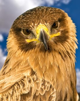 Portrait of a beautiful raptor or bird of prey