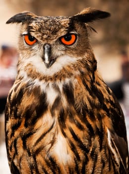 Portrait of a beautiful Eagle or Horned Owl also known as genus Bubo