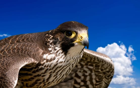 A bird of prey during its hunt in flight